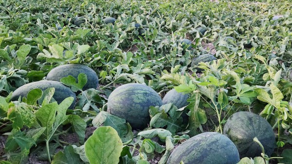 Hàng ngàn tấn dưa hấu 'ế' trên đồng, Gia Lai kêu gọi hỗ trợ tiêu thụ