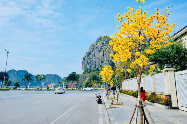 Hoa phong linh nhuộm vàng đường phố bên vịnh Hạ Long