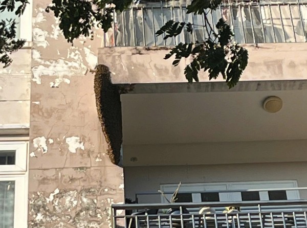 Kịp thời xử lý tổ ong 'khủng' trong khu dân cư ở TP.HCM