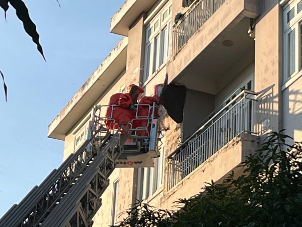 Kịp thời xử lý tổ ong 'khủng' trong khu dân cư ở TP.HCM