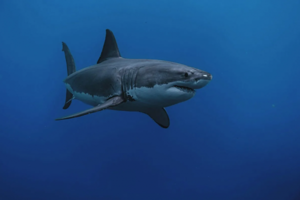 Mỹ: Cá mập trắng lớn chưa từng thấy xuất hiện gần bãi tắm đông khách