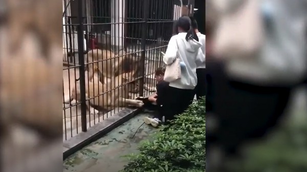 Nhân viên sở thú cứu bé gái 10 tuổi từ móng vuốt sư tử