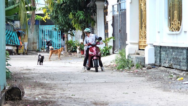 Nỗi ám ảnh mang tên chó thả rông