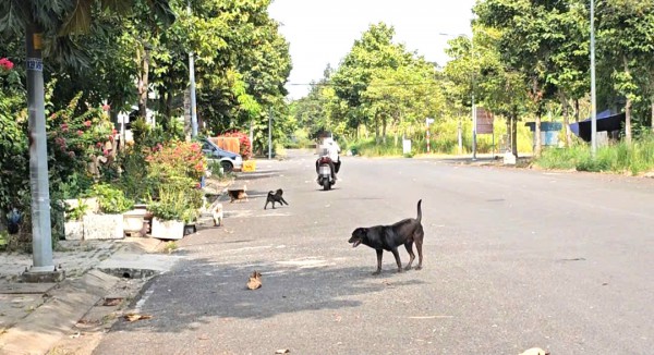 Nỗi ám ảnh mang tên chó thả rông