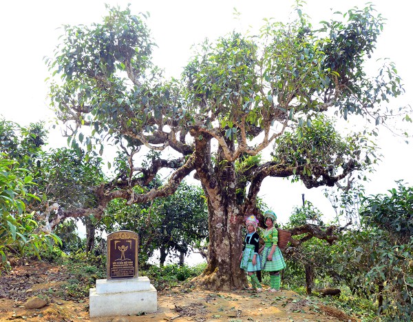 Nỗi niềm trà di sản: Phải sinh lợi, không sinh… bệnh!