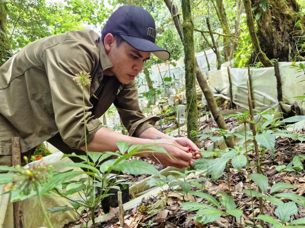 Sâm Ngọc Linh giả tràn lan, Đà Nẵng triển khai kiểm định ADN 'soi' chất lượng