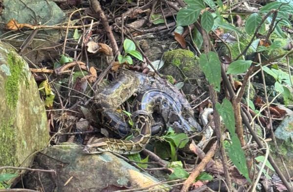 Thả hàng loạt động vật hoang dã về rừng Phong Nha - Kẻ Bàng