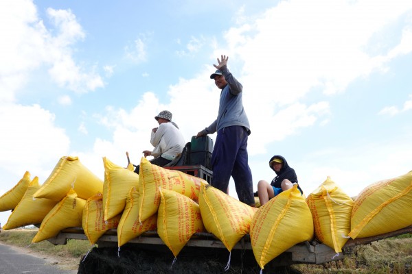 Tín hiệu tích cực cho xuất khẩu gạo Việt Nam