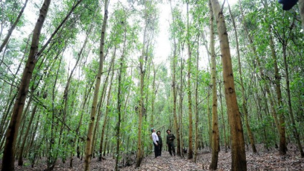 Trước “luật chơi xanh”, doanh nghiệp tăng tốc chuyển đổi vật liệu gỗ