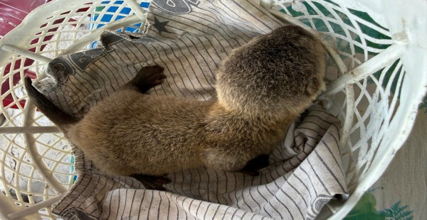 Tông trúng hai rái cá, thanh niên Cà Mau giao nộp cơ quan công an Tông trúng hai rái cá, thanh niên Cà Mau giao nộp cơ quan công an