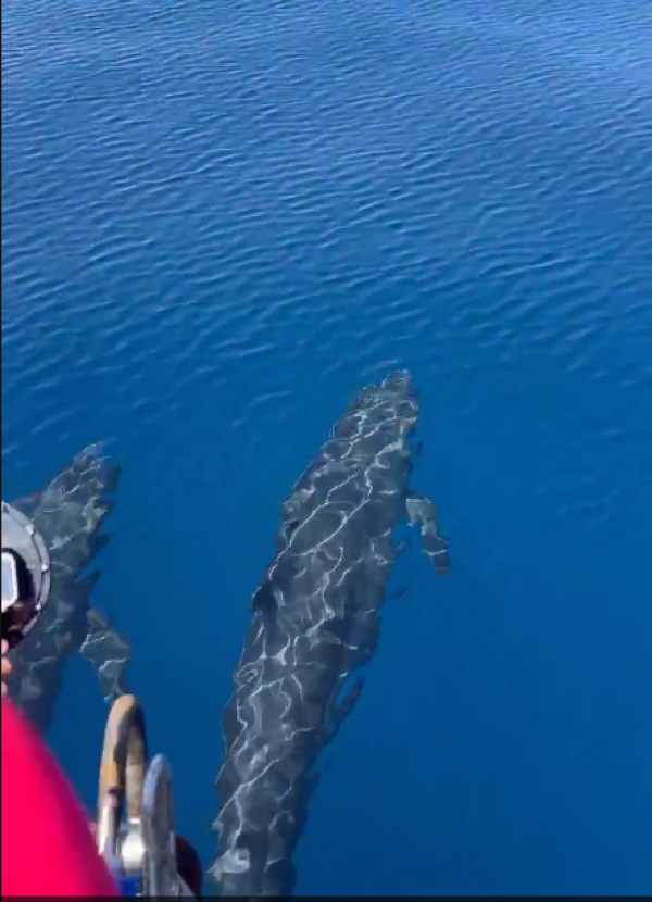 Hiện tượng hiếm gặp: Cá voi vờn sóng, phô diễn sống động ở Phú Quý