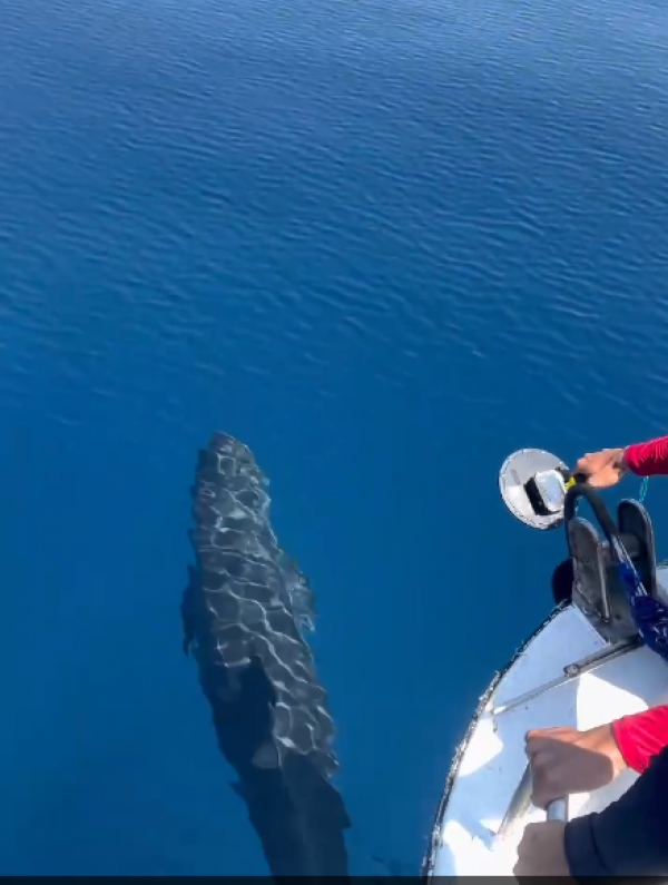 Hiện tượng hiếm gặp: Cá voi vờn sóng, phô diễn sống động ở Phú Quý