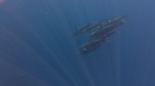 Hiện tượng hiếm gặp: Cá voi vờn sóng, phô diễn sống động ở Phú Quý