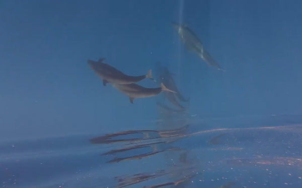 Hiện tượng hiếm gặp: Cá voi vờn sóng, phô diễn sống động ở Phú Quý