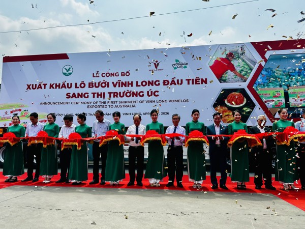 Chính thức bán bưởi da xanh Vĩnh Long vào thị trường Úc