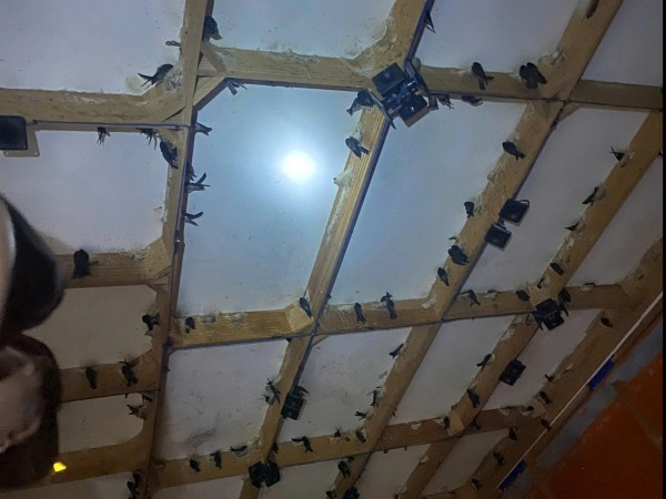 Nhà yến ở Gia Lai phát triển ồ ạt, nhiều người nuôi 'vỡ mộng' Nhà yến ở Gia Lai phát triển ồ ạt, nhiều người nuôi 'vỡ mộng'