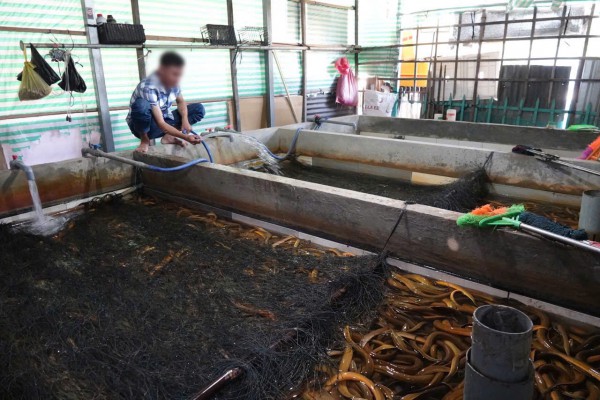 4.000 tấn lươn quá lứa 'kêu cứu'