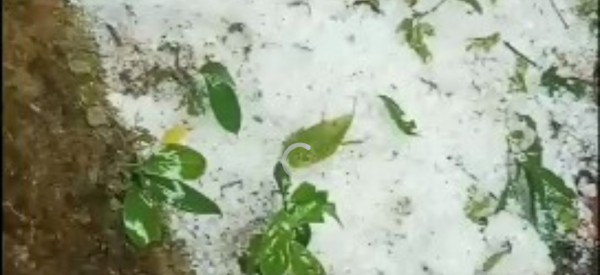 Mưa đá bất thường phía tây Quảng Ngãi, sâm Ngọc Linh và hoa màu thiệt hại nặng