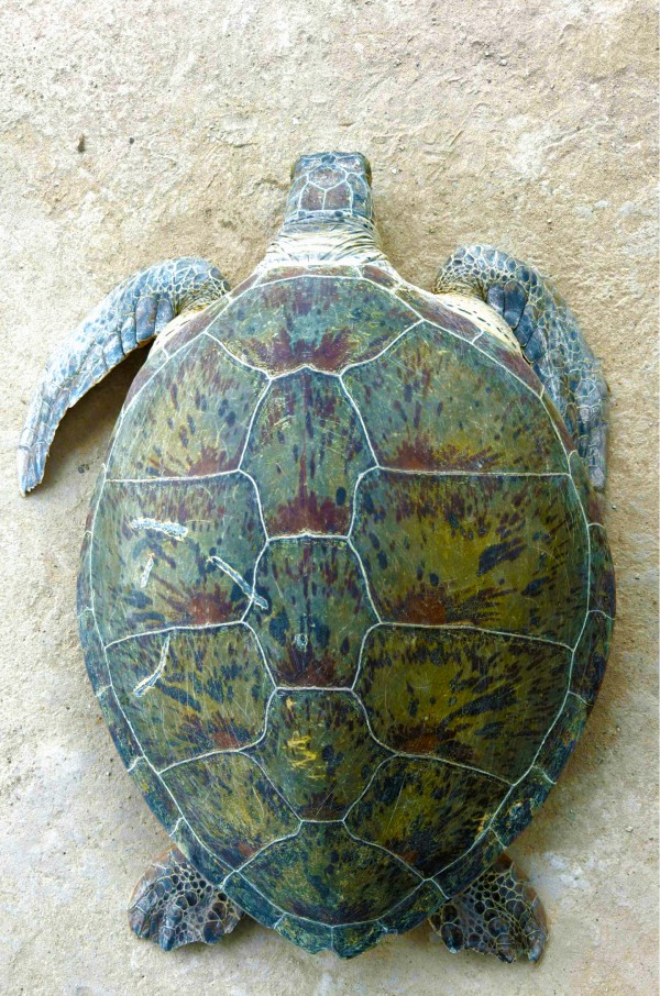 Ngư dân Cà Mau liên tiếp cứu được vích, đồi mồi mắc lưới, thả về biển