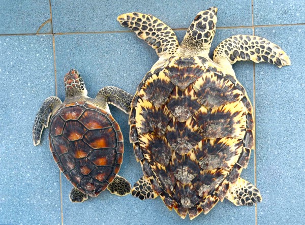 Ngư dân Cà Mau liên tiếp cứu được vích, đồi mồi mắc lưới, thả về biển