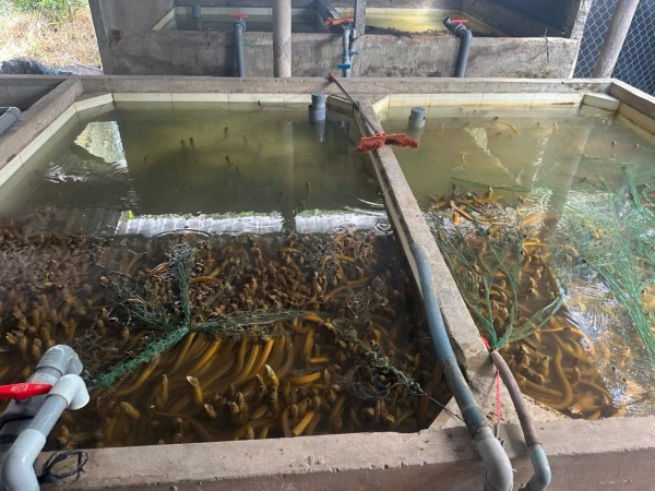 Vụ 4.000 tấn lươn quá lứa 'kêu cứu': Khảo sát nguyện vọng người nuôi trước khi kết nối thu mua