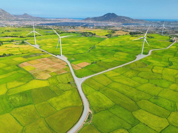 Vẻ đẹp của 'cây cô đơn' giữa cánh đồng điện gió Đầm Nại