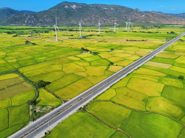 Vẻ đẹp của 'cây cô đơn' giữa cánh đồng điện gió Đầm Nại