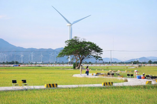 Vẻ đẹp của 'cây cô đơn' giữa cánh đồng điện gió Đầm Nại