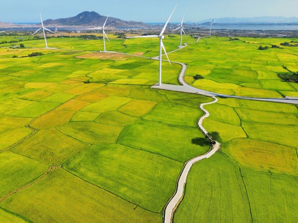 Vẻ đẹp của 'cây cô đơn' giữa cánh đồng điện gió Đầm Nại