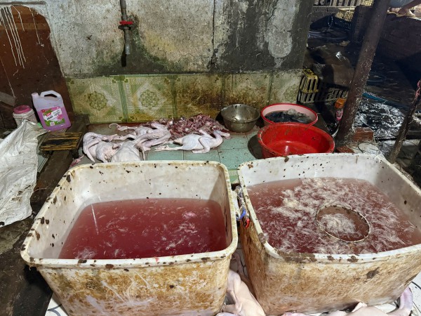 TP.HCM: Đột kích lò giết mổ gia cầm 'siêu bẩn' lúc rạng sáng