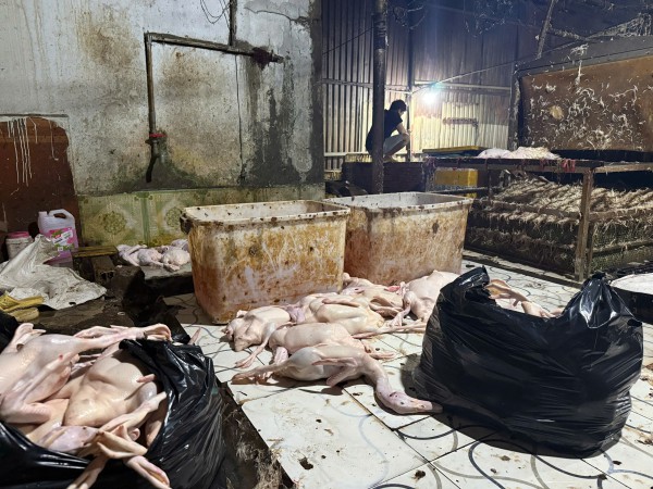 TP.HCM: Đột kích lò giết mổ gia cầm 'siêu bẩn' lúc rạng sáng