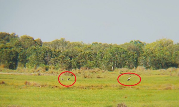 26 con sếu đầu đỏ bay thám thính, 3 con quay lại đáp xuống An Giang