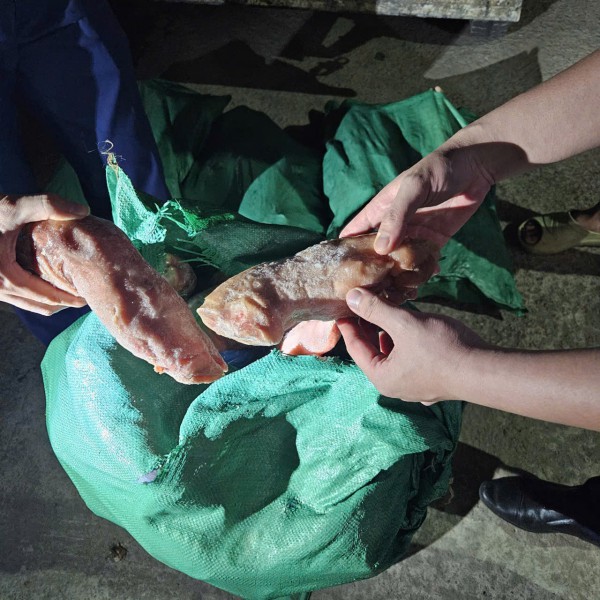 Bắt giữ nhiều lô thịt heo nhập lậu tràn về thị trường nội địa