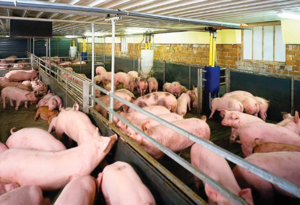 Giá heo hơi hôm nay 15.4.2026: Tăng trở lại trên cả nước Giá heo hơi hôm nay 15.4.2026: Tăng trở lại trên cả nước