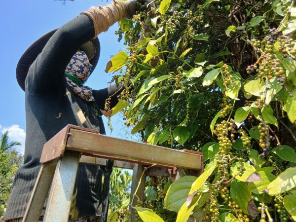 Giá tiêu tăng cao, ‘vàng đen’ Gia Lai hồi sinh