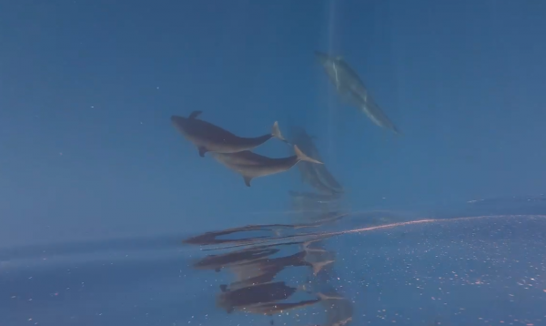 Hiện tượng hiếm gặp: Cá voi vờn sóng, phô diễn sống động ở Phú Quý