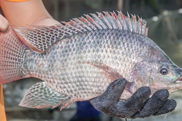 Kẹt đường Trung Đông, tôm cá ùn ùn Trung Quốc