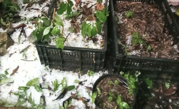 Mưa đá bất thường phía tây Quảng Ngãi, sâm Ngọc Linh và hoa màu thiệt hại nặng