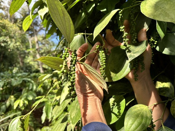 Mỹ và Trung Quốc tăng nhập, giá tiêu duy trì mức cao Mỹ và Trung Quốc tăng nhập, giá tiêu duy trì mức cao