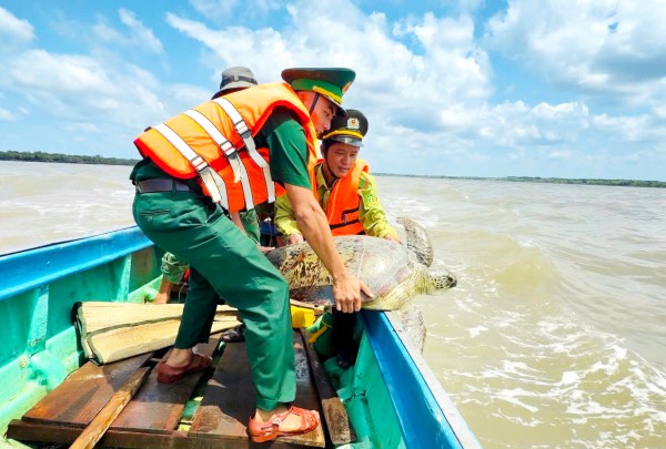 Ngư dân Cà Mau liên tiếp cứu được vích, đồi mồi mắc lưới, thả về biển