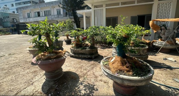 Phạt tiền người giữ 42 cây mai vàng: Người dân phải chứng minh nguồn gốc thế nào?