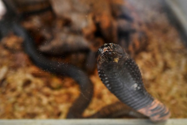 Rắn bò vào quần, cắn chết du khách Đức tại Ai Cập