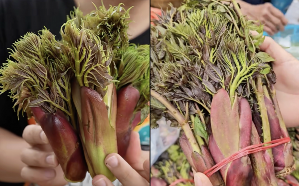 Rau mầm gai là gì mà gây sốt mạng, nhiều người ở TP.HCM tìm mua không có?