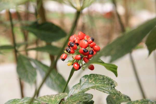 THACO đề xuất đầu tư trồng hàng nghìn ha sâm Ngọc Linh ở vùng cao Đà Nẵng