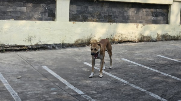 Thả rông chó gây chết người, chủ nuôi có thể bị truy cứu trách nhiệm hình sự