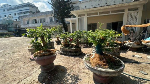 Vì sao kiểm lâm Côn Đảo phạt tiền người cất giữ 42 cây mai vàng?