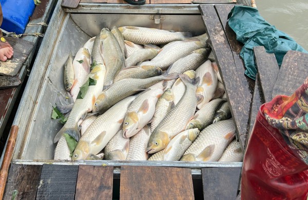 Cá chết hàng loạt trên sông Lam