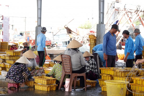 Nhịp sống ở cảng cá Trần Đề: Người bốc xếp, vá lưới tất bật theo mùa cá
