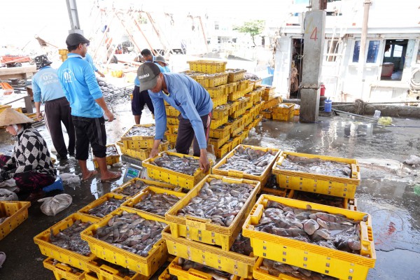 Nhịp sống ở cảng cá Trần Đề: Người bốc xếp, vá lưới tất bật theo mùa cá