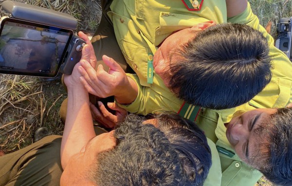 Xác định đàn chim xuất hiện ở Quảng Ngãi là cò nhạn, không phải sếu cổ đen
